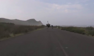 Щраус погна колоездачи (ВИДЕО)