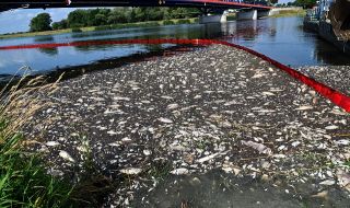 Близо 200 тона измряла риба в река Одер: Какво се знае?