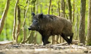 Poachers shot a wild boar in advanced pregnancy above Simitli 