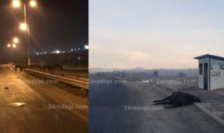 Mercedes помля кон, шофьорът е в болница