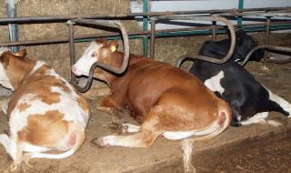 До 40 лева помощ на глава добитък за животновъдите