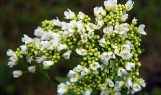 Коренът на това растение прави чудеса