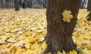 Заплатите в държавните горски и ловни стопанства ще бъдат увеличени със задна дата