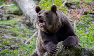 Гладна мечка отказа да участва в шоу и нападна работник в зоопарк за храна (ВИДЕО)
