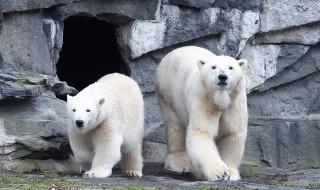 Бели мечки обсадиха руско село