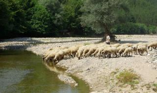 Няма риск от „луда овца“ в България