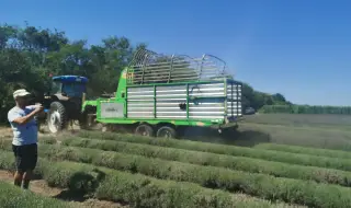 От лавандула вече не се печели