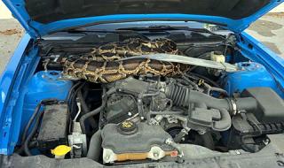 Да откриеш гигантска змия под предния капак на колата (ВИДЕО)