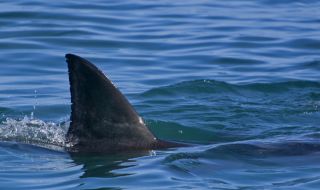 Нападение от акула на плаж в Ню Йорк за пръв път от 60 години