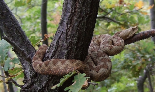 Пепелянка ухапа 13-годишно момче