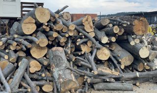 Сечта в Странджа: Около 926 000 кубика е дърводобива за 2023 г.