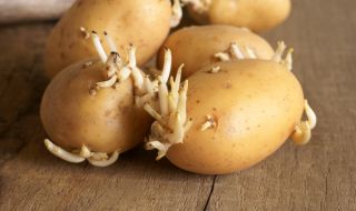 Лечебните свойства на кълновете от картофи