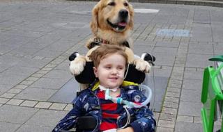 Куче сложи лапа на ръката на умиращо момче и ...