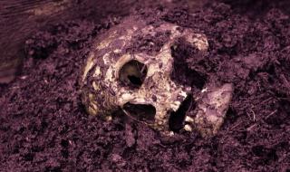 Видинчанка намери човешки череп в плевнята си
