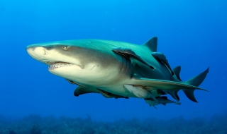 Лимоновите акули се връщат по родните си места, за да родят