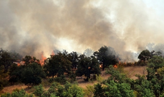 Голям горски пожар край Брягово (Снимки)