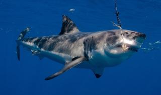 Спрете да убивате акули! (ВИДЕО)