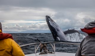 Осем души бяха спасени в Тихия океан след сблъсък с кит