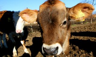 Европарламентът готви промени, застрашаващи животновъдството и живoтнитe в България