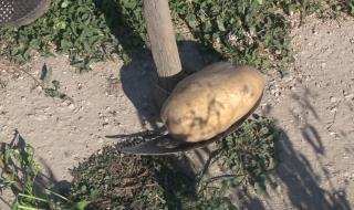 Самоковският картоф умря