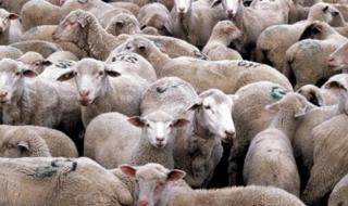 15 000 овце корабокрушираха в Черно море