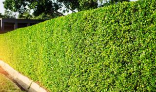 Кой ще ни спаси от мръсния градски въздух?