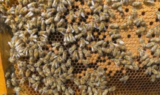 Пчелари: Държавата субсидира биотероризма
