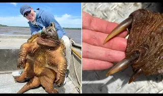 Уловиха праисторическа 91-килограмова костенурка ВИДЕО