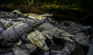 Крокодили ще пазят затвор в Индонезия