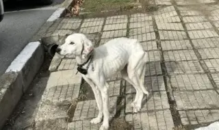 A home is being sought for the dog of the missing Nikolay from the village of Konare, the boy's mother does not want him 