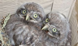 Експерти от РИОСВ-Русе са спасили 10 защитени птици за месец