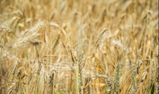 Ожънаха над 7 000 000 тона пшеница