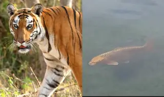 Carp with a tiger's face fooled onlookers in Barcelona VIDEO 