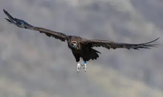 Започна подхранване на лешояди и орли в природен парк "Българка"