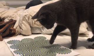 Котката занемя пред оптична илюзия (Видео)