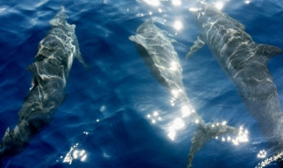 Делфини възстановяват военнослужещи