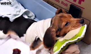 Присадена глава на куче дава надежда за Валери Спиридонов