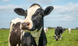 Франция защити със закон правото на кравите да мучат 
