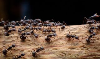 Преброиха колко мравки има по Земята