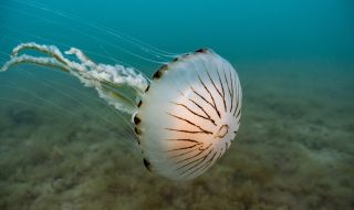 Смъртоносна медуза заплашва подводния живот в Дарданелите 