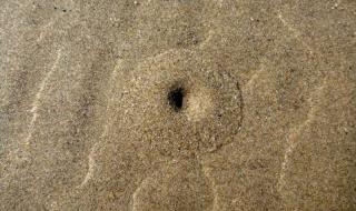 Удивително е как това създание се заравя под пясъците (ВИДЕО)