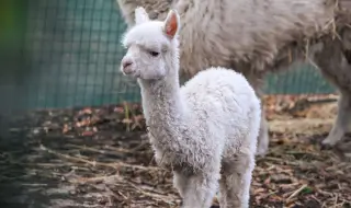 Бебе алпака пристигна в Зоопарка в София (СНИМКИ)