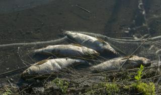 Избиват рибата в Дунав с детонатори