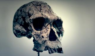 Най-древният предтеча на човека е живял преди 7,2 милиона години на Балканите