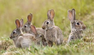 Нашествие на диви зайци опустошава Австралия