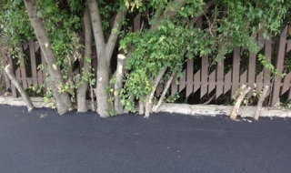 Калпав ремонт на столичен булевард асфалтира и дърветата