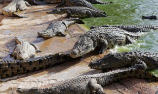 Заловиха 66 крокодила, избягали след наводненията в Китай