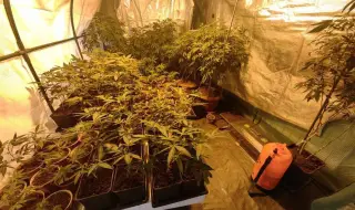 A huge drug greenhouse was broken up in Varna, a foreigner was detained 