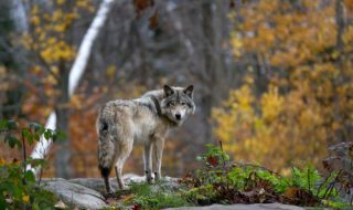 Вълци слязоха до къщите в Радомирско