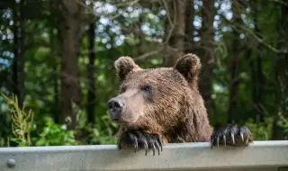 В Япония започнаха да ядат месо от мечки след фаталните нападения